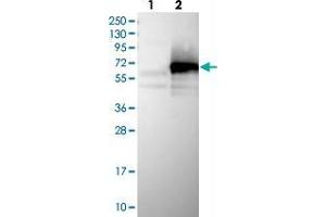 Image no. 2 for anti-Zinc Finger CCCH-Type Containing 15 (ZC3H15) antibody (ABIN5591169)