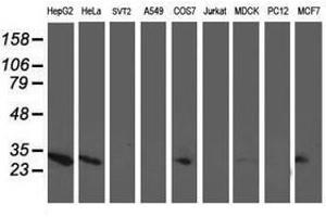 Image no. 9 for anti-Adenylate Kinase 4 (AK4) antibody (ABIN1496526)