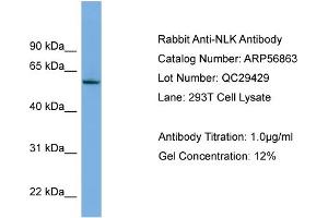 Image no. 2 for anti-Nemo-Like Kinase (NLK) (Middle Region) antibody (ABIN2786944)