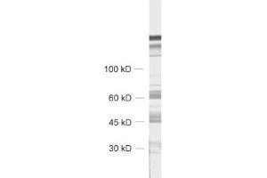 CHGB anticorps  (AA 407-677)