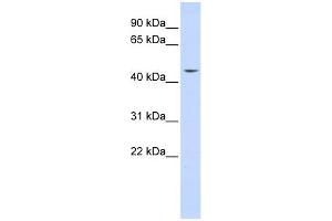 anti-Integrator Complex Subunit 12 (INTS12) (N-Term) antibody