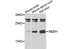 Image no. 1 for anti-Receptor Accessory Protein 1 (REEP1) antibody (ABIN2737459)