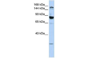 Image no. 2 for anti-Tight Junction Protein 2 (Zona Occludens 2) (TJP2) (Middle Region) antibody (ABIN2775642)