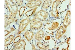 Immunohistochemistry of paraffin-embedded human kidney tissue using ABIN7145043 at dilution of 1:100