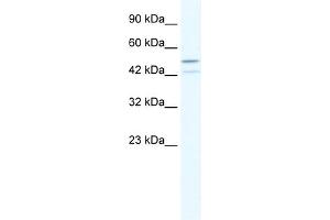 Image no. 1 for anti-TAF5-Like RNA Polymerase II, P300/CBP-Associated Factor (PCAF)-Associated Factor, 65kDa (TAF5L) (N-Term) antibody (ABIN2779727)