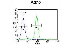 Image no. 3 for anti-Endothelin-Converting Enzyme 1 (ECE1) (AA 528-556), (C-Term) antibody (ABIN5534226)
