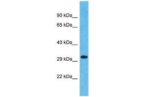 OR1L4 anticorps  (C-Term)