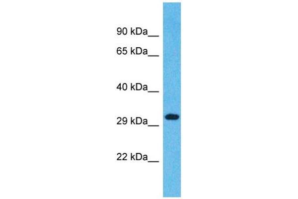 OR1L4 antibody  (C-Term)