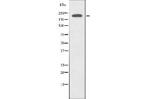 Image no. 1 for anti-Microtubule Associated serine/threonine Kinase 2 (MAST2) (Internal Region) antibody (ABIN6259237)