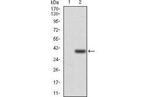 Image no. 3 for anti-Selectin L (SELL) (AA 83-186) antibody (ABIN5542333)