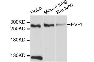 Image no. 1 for anti-Envoplakin (EVPL) antibody (ABIN6566815)