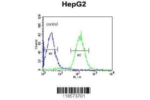 Image no. 3 for anti-Phospholipid Transfer Protein (PLTP) (AA 451-479), (C-Term) antibody (ABIN391914)