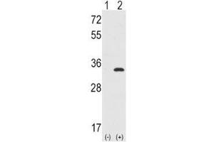 Image no. 3 for anti-Cyclin-Dependent Kinase 1 (CDK1) (AA 1-29) antibody (ABIN3028598)