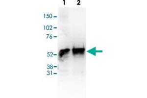 Image no. 4 for anti-Histone Deacetylase 1 (HDAC1) (C-Term) antibody (ABIN5773841)