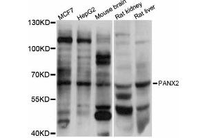 Image no. 1 for anti-Pannexin 2 (PANX2) antibody (ABIN6290775)