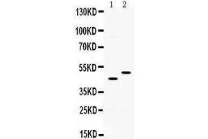 Image no. 2 for anti-Solute Carrier Family 10 (Sodium/bile Acid Cotransporter Family), Member 1 (SLC10A1) (AA 296-336), (C-Term) antibody (ABIN3043337)