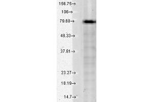 Image no. 2 for anti-Potassium Voltage-Gated Channel, KQT-Like Subfamily, Member 1 (KCNQ1) (AA 2-101) antibody (Biotin) (ABIN2483165)