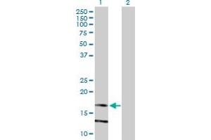 Western Blot analysis of LY86 expression in transfected 293T cell line by LY86 MaxPab polyclonal antibody.