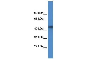 Image no. 1 for anti-1-Acylglycerol-3-Phosphate O-Acyltransferase 4 (AGPAT4) (Middle Region) antibody (ABIN926617)