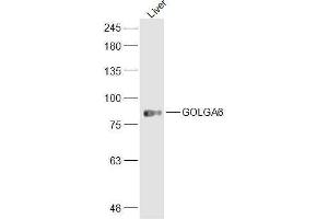 Image no. 1 for anti-Golgin A6 Family, Member A (GOLGA6A) (AA 1-100) antibody (ABIN1713516)