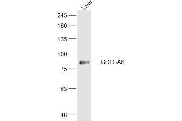 anti-Golgin A6 Family, Member A (GOLGA6A) (AA 1-100) antibody