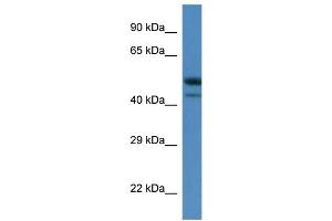 Image no. 1 for anti-SH3-Binding Domain Kinase 1 (SBK1) (C-Term) antibody (ABIN2783404)