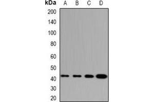 Image no. 3 for anti-GA Repeat Binding Protein, beta 1 (GABPB1) antibody (ABIN2966652)