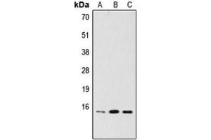Image no. 2 for anti-P53 and DNA-Damage Regulated 1 (PDRG1) (Center) antibody (ABIN2706788)