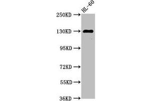 SIPA1 Antikörper  (AA 759-927)