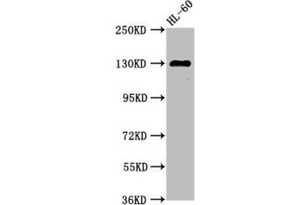 SIPA1 抗体  (AA 759-927)
