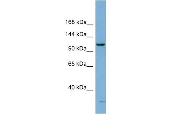 anti-DEAH (Asp-Glu-Ala-His) Box Polypeptide 15 (DHX15) (N-Term) antibody