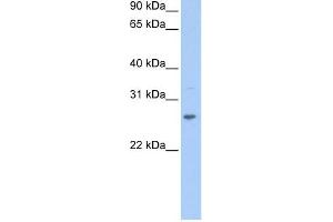 CRISP1 antibody  (N-Term)