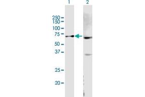 Image no. 1 for anti-ATP-Binding Cassette, Sub-Family B (MDR/TAP), Member 9 (ABCB9) (AA 1-596) antibody (ABIN525181)