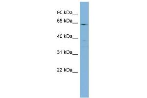 Image no. 1 for anti-Cytochrome P450, Family 4, Subfamily F, Polypeptide 3 (CYP4F3) (N-Term) antibody (ABIN2777012)