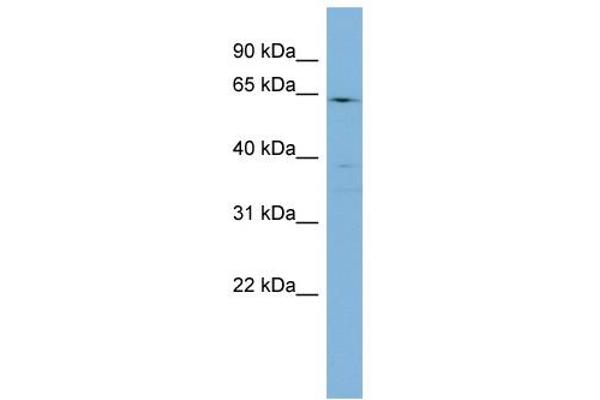 anti-Cytochrome P450, Family 4, Subfamily F, Polypeptide 3 (CYP4F3) (N-Term) antibody