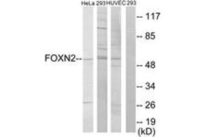 Image no. 1 for anti-Forkhead Box N2 (FOXN2) (AA 341-390) antibody (ABIN1533697)