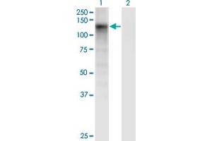 Image no. 2 for anti-Dermatan Sulfate Epimerase (DSE) (AA 574-673) antibody (ABIN565439)