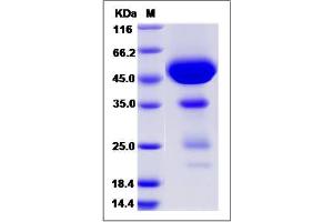 Image no. 1 for C-Type Lectin Domain Family 2, Member D (CLEC2D) (AA 98-233) protein (Fc Tag) (ABIN2009389)