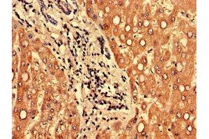 Immunohistochemistry of paraffin-embedded human liver tissue using ABIN7165933 at dilution of 1:100