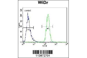 Image no. 2 for anti-Transcription Factor CP2-Like 1 (TFCP2L1) (AA 222-251) antibody (ABIN657290)