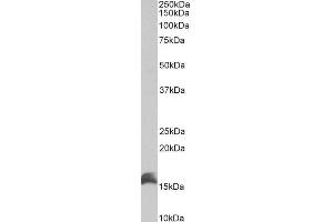 Image no. 2 for anti-Protein CutA (CUTA) (C-Term) antibody (ABIN1781957)