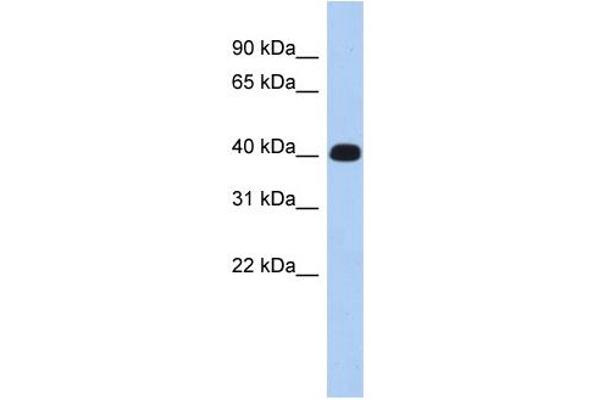 ERMN antibody  (Middle Region)