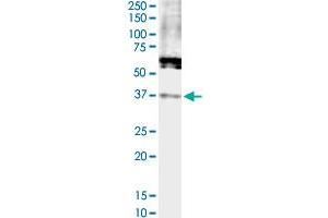 Image no. 1 for anti-Formyl Peptide Receptor 2 (FPR2) (AA 163-205) antibody (ABIN515802)