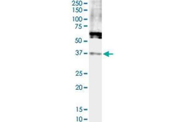 FPR2 antibody  (AA 163-205)