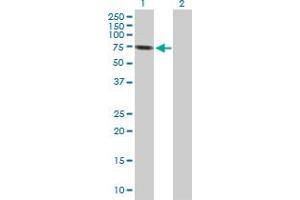 Western Blot analysis of SEPT9 expression in transfected 293T cell line by SEPT9 MaxPab polyclonal antibody.