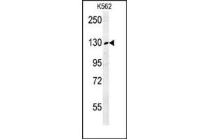 Image no. 1 for anti-Retrotransposon-Like 1 (RTL1) (AA 1338-1367), (C-Term) antibody (ABIN954639)