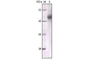 Image no. 2 for anti-pan Keratin (panKRT) antibody (ABIN969074)