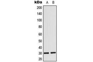 Image no. 1 for anti-Myogenic Factor 6 (MYF6) (Center) antibody (ABIN2706626)