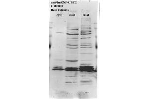 Image no. 1 for anti-Heterogeneous Nuclear Ribonucleoprotein C (C1/C2) (HNRNPC) antibody (ABIN108590)