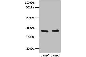 FHL3 antibody  (AA 1-280)